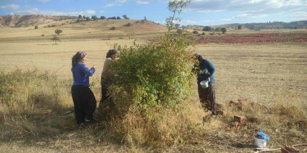 Toplaması emek istiyor, faydaları saymakla bitmiyor! Yozgat’ta zorlu mesai başladı: Mevsiminde hepsi sepetlere doluyor 1